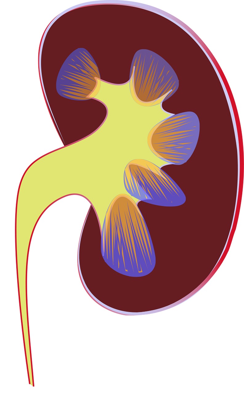 Illustration of a kidney